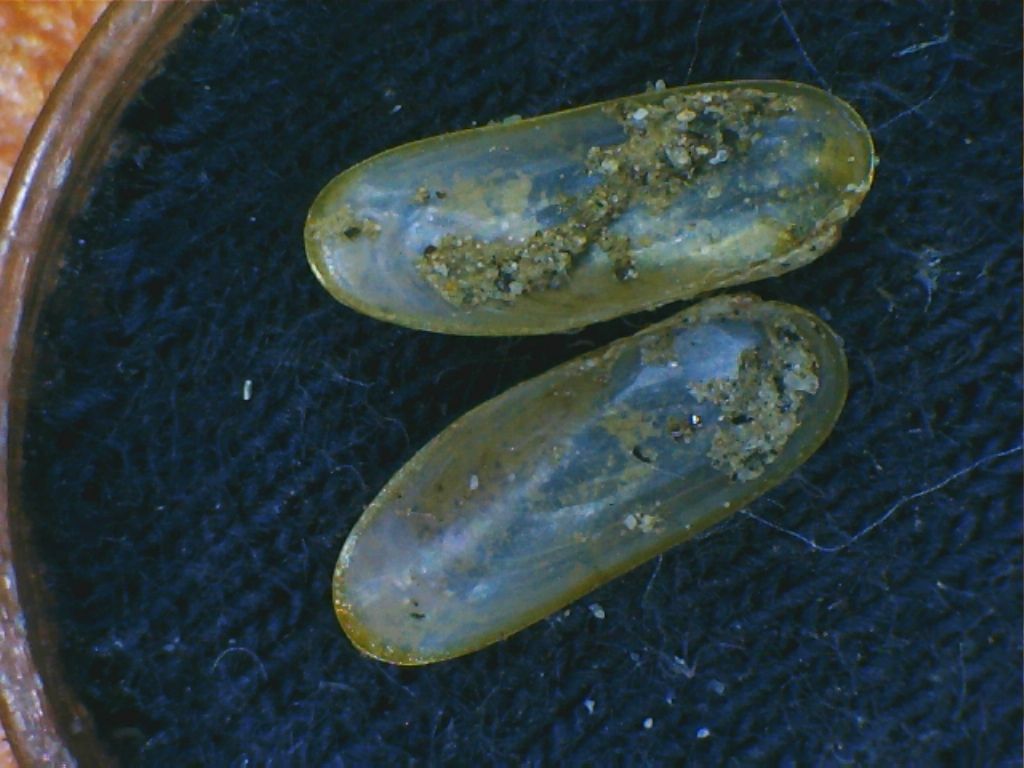 Idas 1 da dtereminare